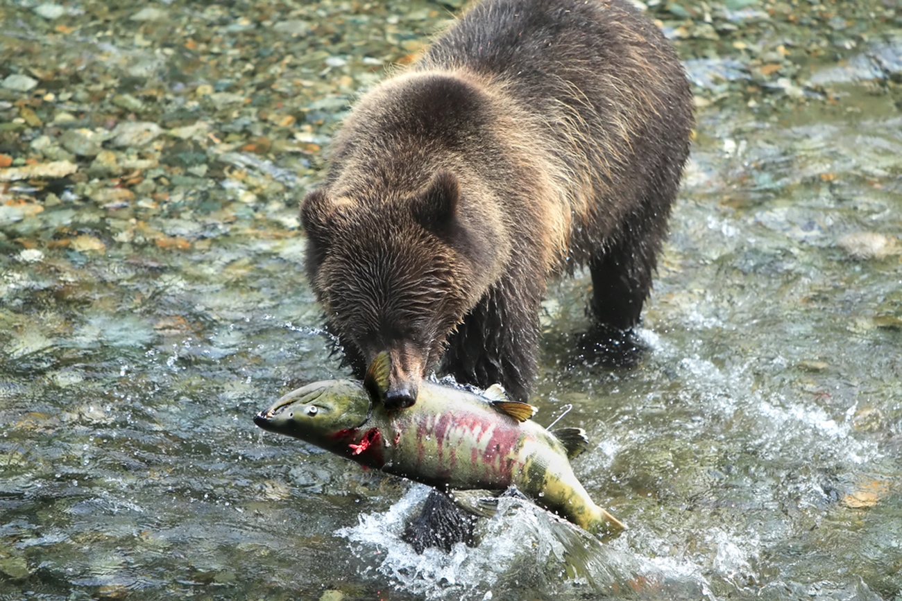 Медведь ест горбушу